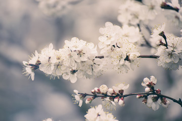 Blossoming of the apricot tree in spring time with white beautiful flowers. Macro image with copy space. Natural seasonal background.