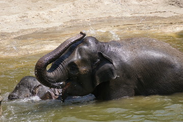 Fototapeta premium アジアゾウ