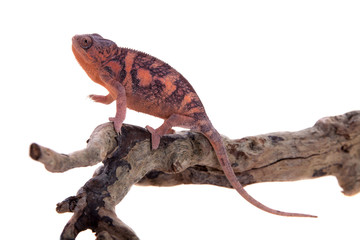 The panther chameleon, Furcifer pardalis on white