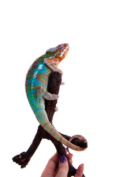The panther chameleon, Furcifer pardalis on white