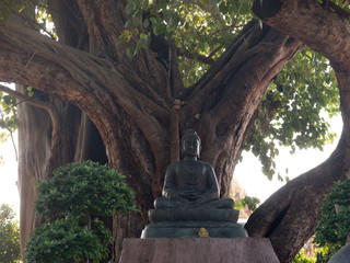 Fototapeta na wymiar Buddha Sitting Under Tree