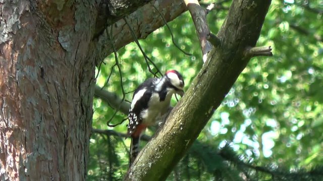 Great spotted woodpecker in summer pine tree