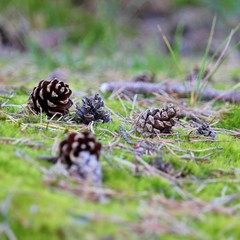 Pine cones laying on mossy woodland floor