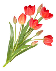 Isolated bouquet of tulip flowers on white background.