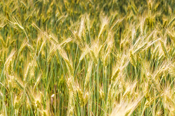 The rye crop on the field