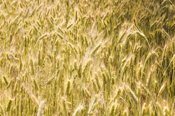 The rye crop on the field