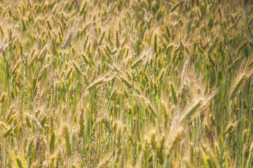 The rye crop on the field