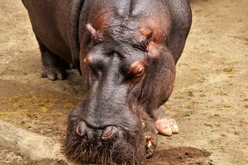 Flusspferd. Nilpferd. Hippo. Hippopotamus.