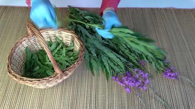 Herbalist picking leaves from medical  fireweed ivan-tea Epilobium angustifolium flowers