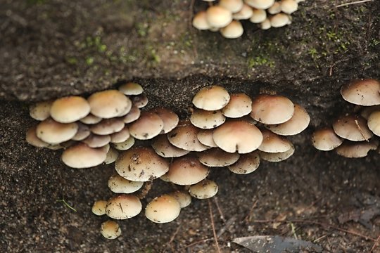 Mushrooms growing on a trunk