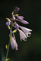 piękne fioletowe kwiaty - detal © agarianna