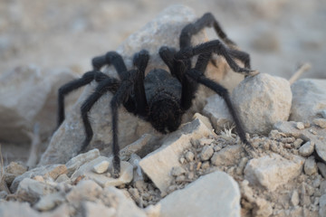 Black California Tarantula in the desert