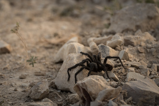 Black California Tarantula in the desert