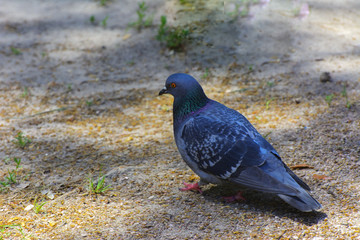 Pigeons feed in the city park on the sand.