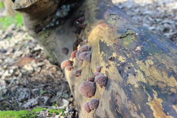tree fungi