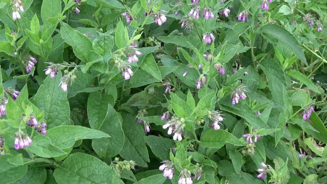 medical plant comfrey  Symphytum officinale  in summer
