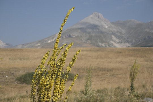 verbasco in montagna 