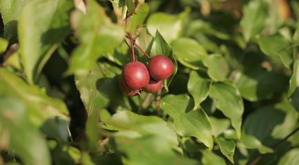 żywopłot - małe czerwone jabłuszka