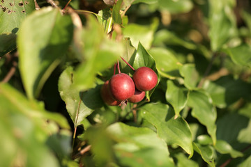 żywopłot - małe czerwone jabłuszka