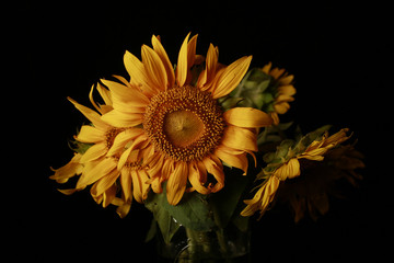 Naklejka premium Sunflower bouquet closeup macro shot lit in studio with lights