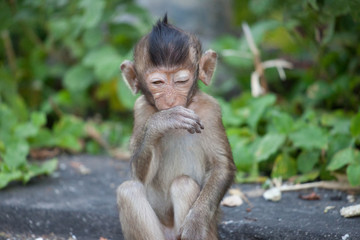 可愛いサル