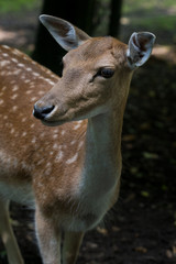 red deer