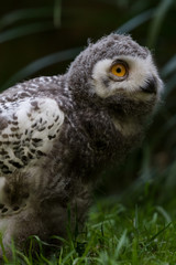 young owl