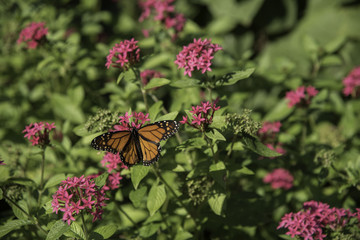 Monarch butterfly on a pink flowered bush