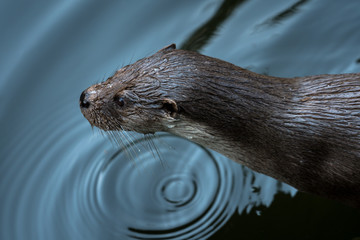 otter