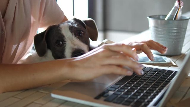 Female Hands Working On Laptop With Cute Dog. 4K. 