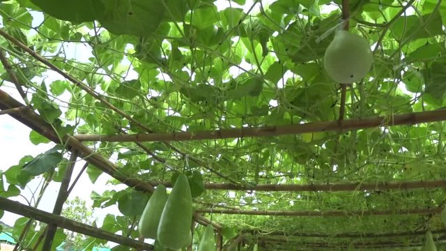Winter melon with handheld at bamboo structure handheld and walking shot