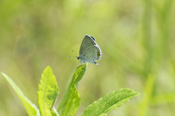 Butterfly 2017-78 / In the meadow.