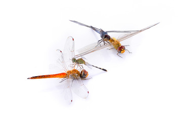 Dragonfly on white paper background