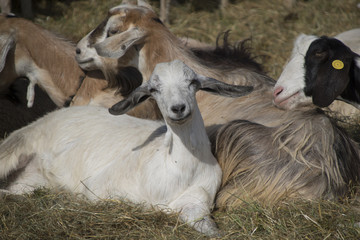 Obraz premium capre sedute su un prato 