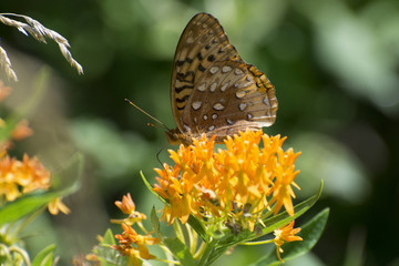 Butterfly 2017-82 / Common butterfly on orange flower.