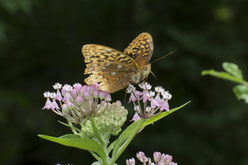 Butterfly 2017-73 / Butterfly on a flower in sunshine