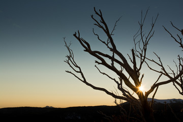 Sun flare through bare tree branches