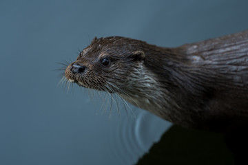 otter