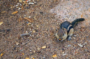 Chipmunk