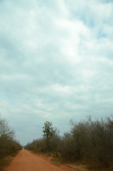 The African landscape. Zimbabwe.