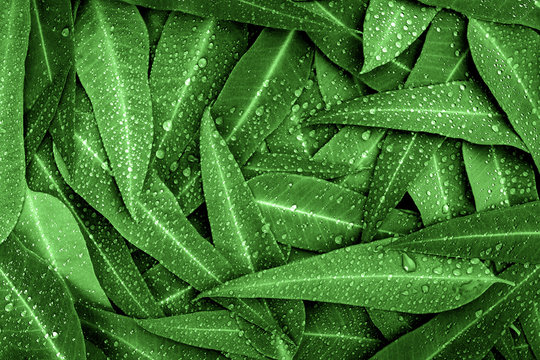 The Nature Green Eucalyptus Leaves With Raindrop  Background