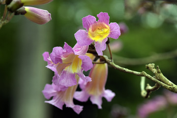 Fototapeta na wymiar Purple lapacho in bloom