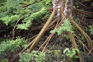 Tree root on the green carpet of the forest floor