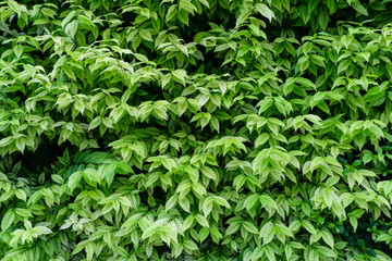 Fototapeta na wymiar Green leaves for background.