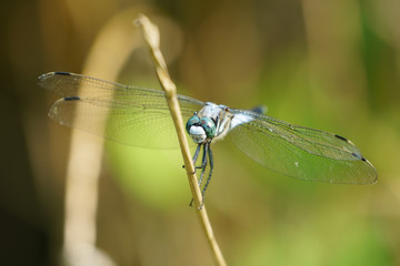 シオカラトンボ
