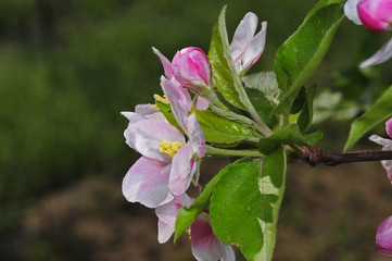 Obraz premium Chinese flowering crab-apple blooming