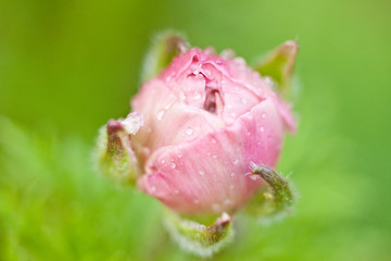 Pink flower and rain drops