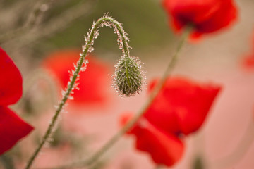 Red poppy bud 
