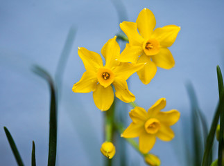 Daffodil