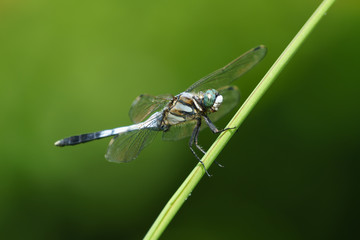 シオカラトンボ